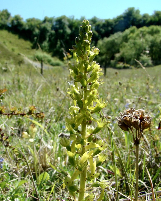 twayblade